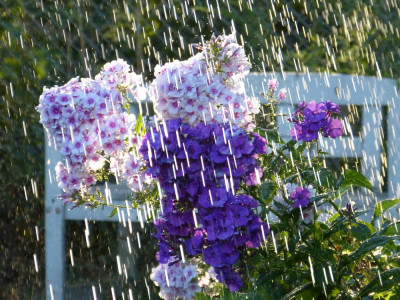2018-07-26 Gartenimpressionen 1.jpg