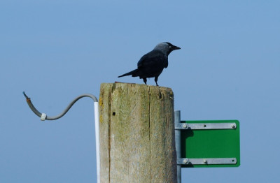 Vogel_Cadzand_Bad_1_22-04-2007.jpg