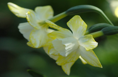 Narcissus_X_1_22-04-2007.jpg