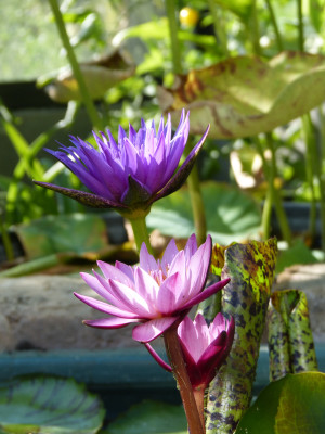 2018-07-26 Nymphaea 'Blue Aster' - 'Daeng Siam' 2.jpg