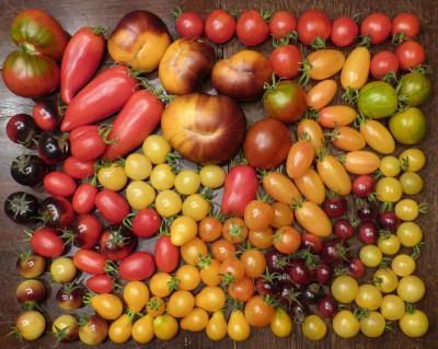 2018-07-26 Tomaten 3.jpg