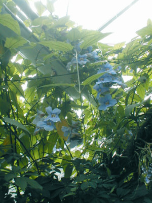 blumeblau.jpg