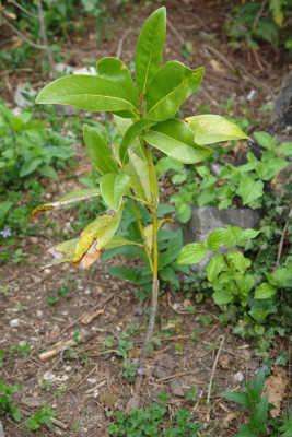 magnolia_grandiflora.jpg