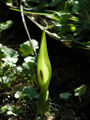 arum_alpinum.jpg