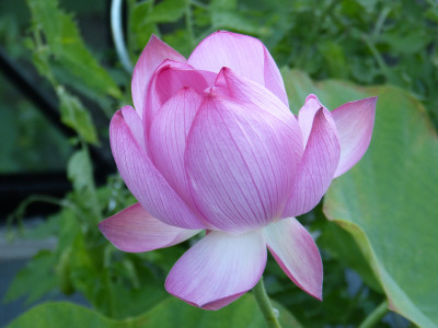2018-07-26 Nelumbo 1.jpg