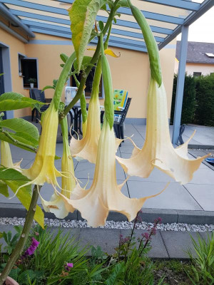 20180724_203312.jpg