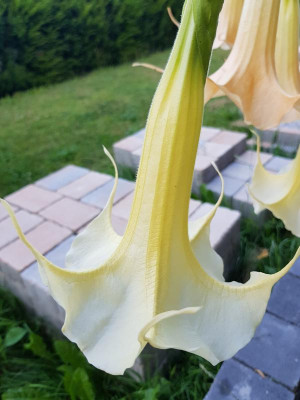 20180724_203332.jpg