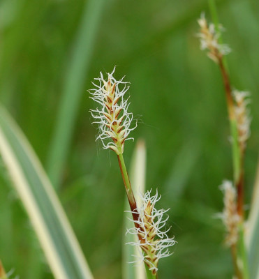Carex-Icedance-230407.jpg