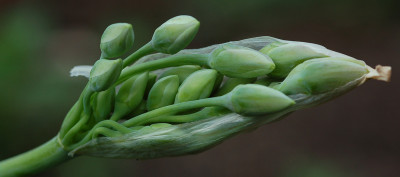 Allium-gruen-240407.jpg