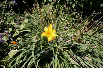 Hemerocallis IMG_9244.jpg