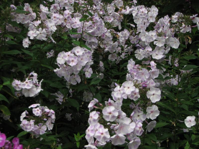 violetta g. 2017-07-22 11.16.38.jpg