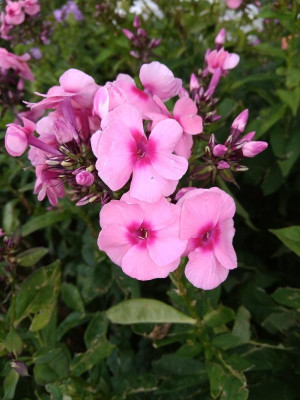 IMG_20180727_134259.jpg