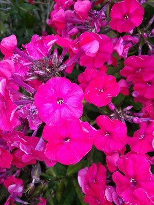 IMG_20180727_134043.jpg