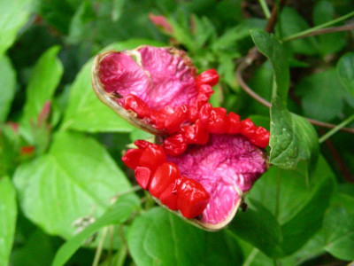 Paeonia wittmanniana Samenstand DSCN7786.JPG