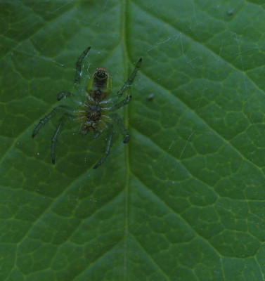 Spinne..jpg
