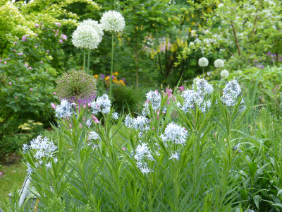 2018-05-19 Amsonia 1.jpg