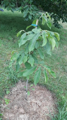 Rappahannock Baum.jpg