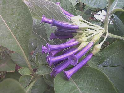 Acnistus-Iochroma_cyaneum.jpg