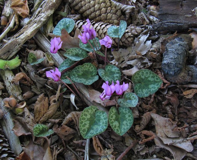 IMG_3533_Cyclamen_purpurascens_26Juli2018_.jpg
