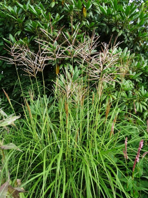 Miscanthus sinensis Ferner Osten July 2018.JPG