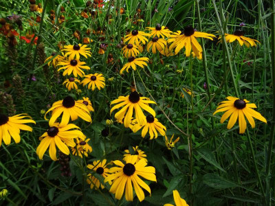 Rudbeckia fulgida 'Goldsturm' July 2018.JPG