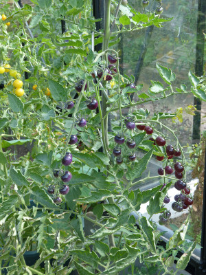 2018-07-29 Tomaten 'Antho violett'.jpg