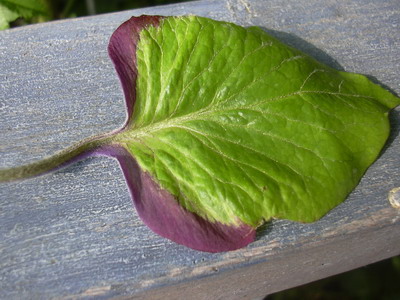 frucl.07_007.jpg