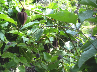 frucl.07_008.jpg