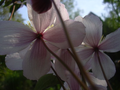 frucl.07_020.jpg