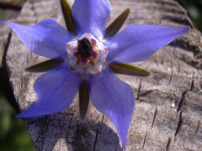frucl.07_025.jpg