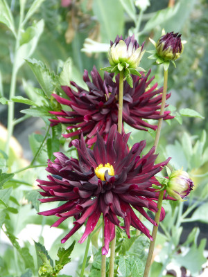 2018-07-29 Dahlia 'Nuit d'Été' 1.jpg