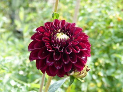 2018-07-29 Dahlia 'Maroon Fox' 1.jpg