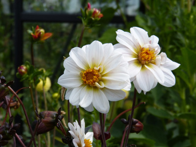 2018-07-29 Dahlia 1.jpg