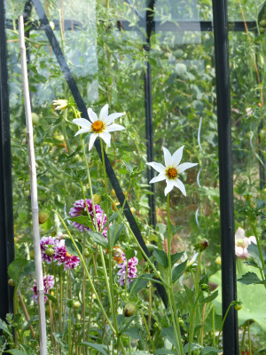 2018-07-29 Dahlia 2.jpg