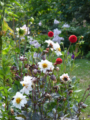 2018-07-29 Dahlia 5.jpg