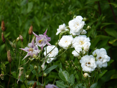 2018-07-29 Aquilegia.jpg
