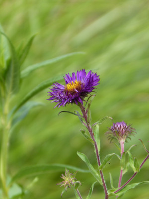 2018-07-29 Aster 'Büchter Nacht'.jpg
