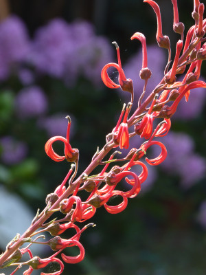2018-07-29 Lobelia  tupa.jpg
