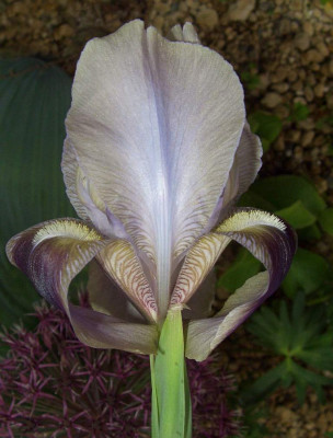 Iris_Antiope_2.JPG