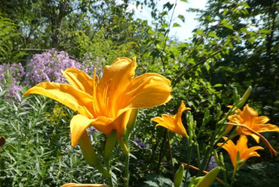 Berleyer Septembersonne 180729.jpg