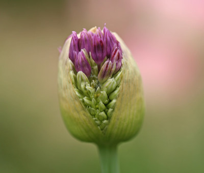 Allium-Vorfreude.jpg