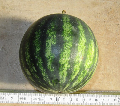 IMG_3549_Melone_29Juli2018_.jpg