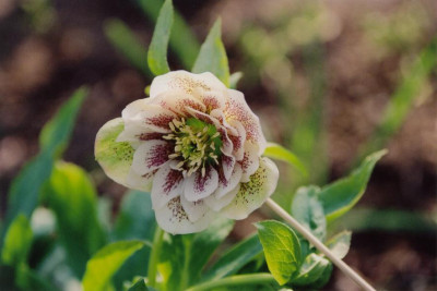 Helleborus.JPG