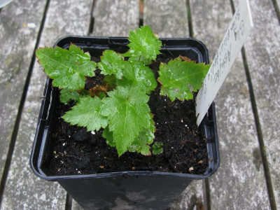Winzling (1).JPG