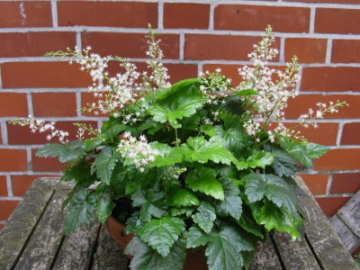 Astilbe simplicifolia.jpg