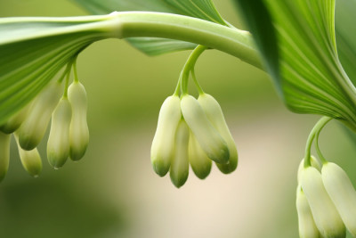 Polygonatum-1a.jpg