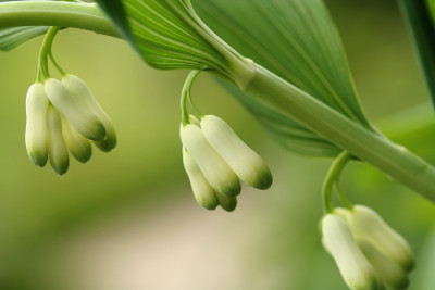 Polygonatum-1b.jpg