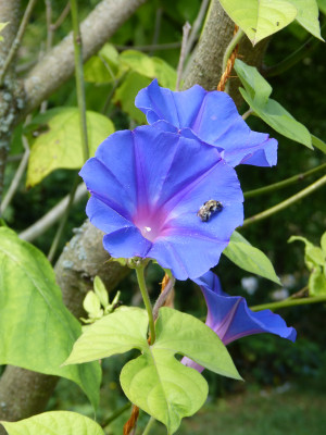 2018-07-29 Ipomea indica.jpg