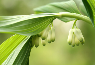 Polygonatum-1c.jpg