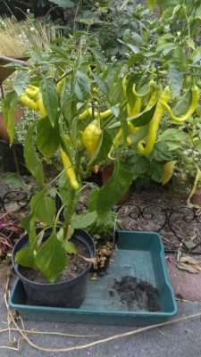 IMG-20180729-WA0010.jpeg